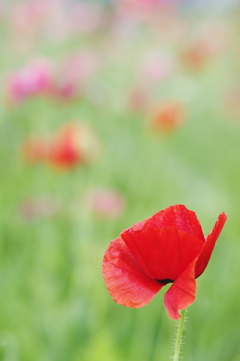 赤いヒナゲシの花
