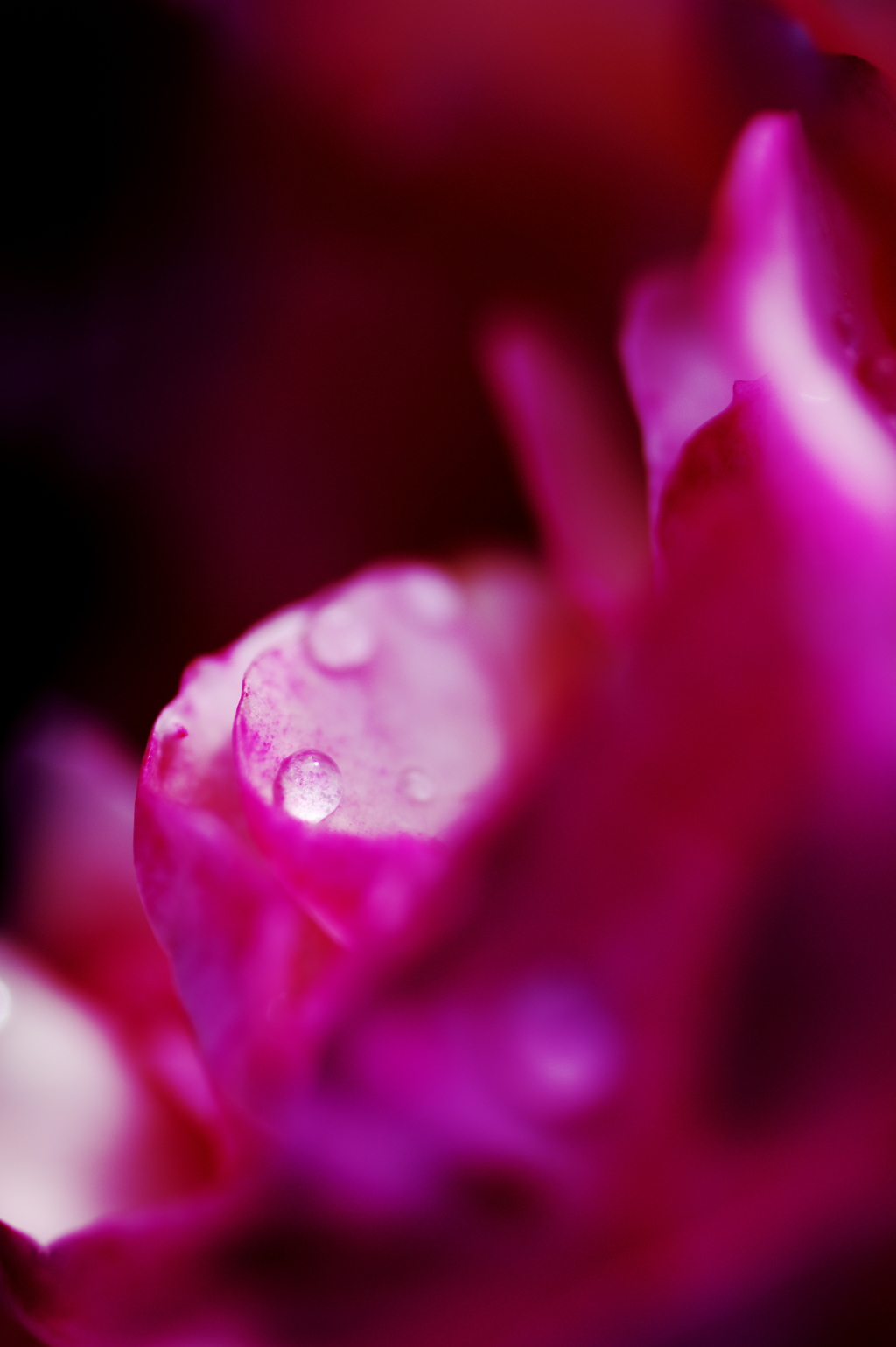花弁の雫