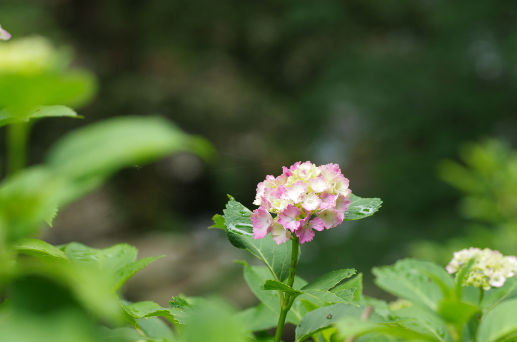 雨上がりのあじさい