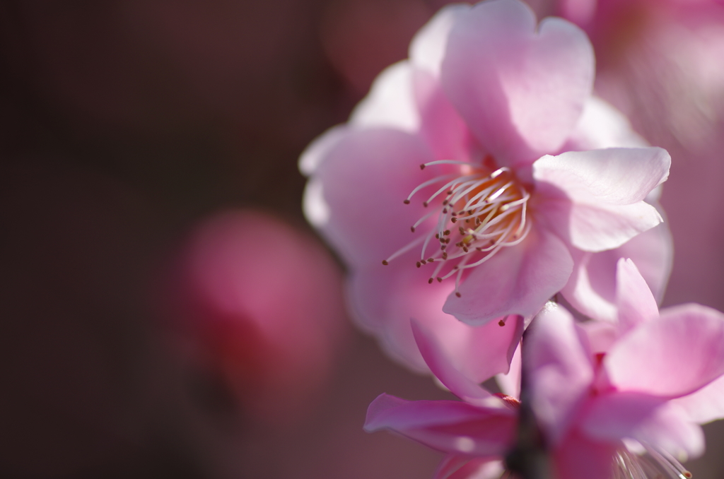 照らされる梅花