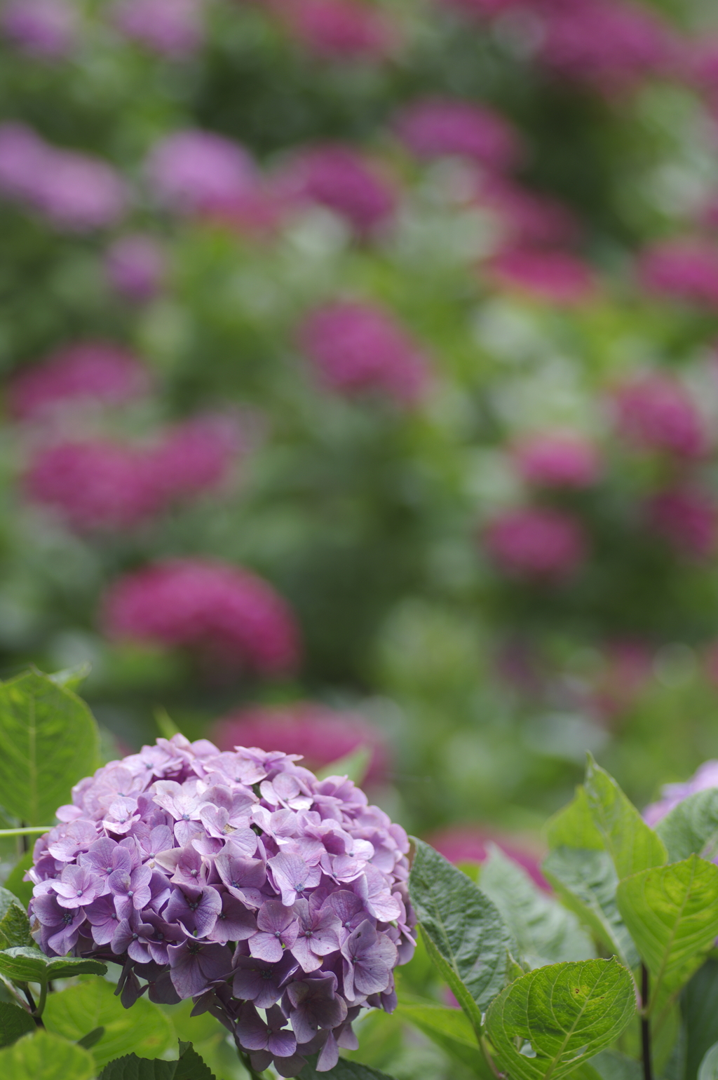 斜面に咲く紫陽花