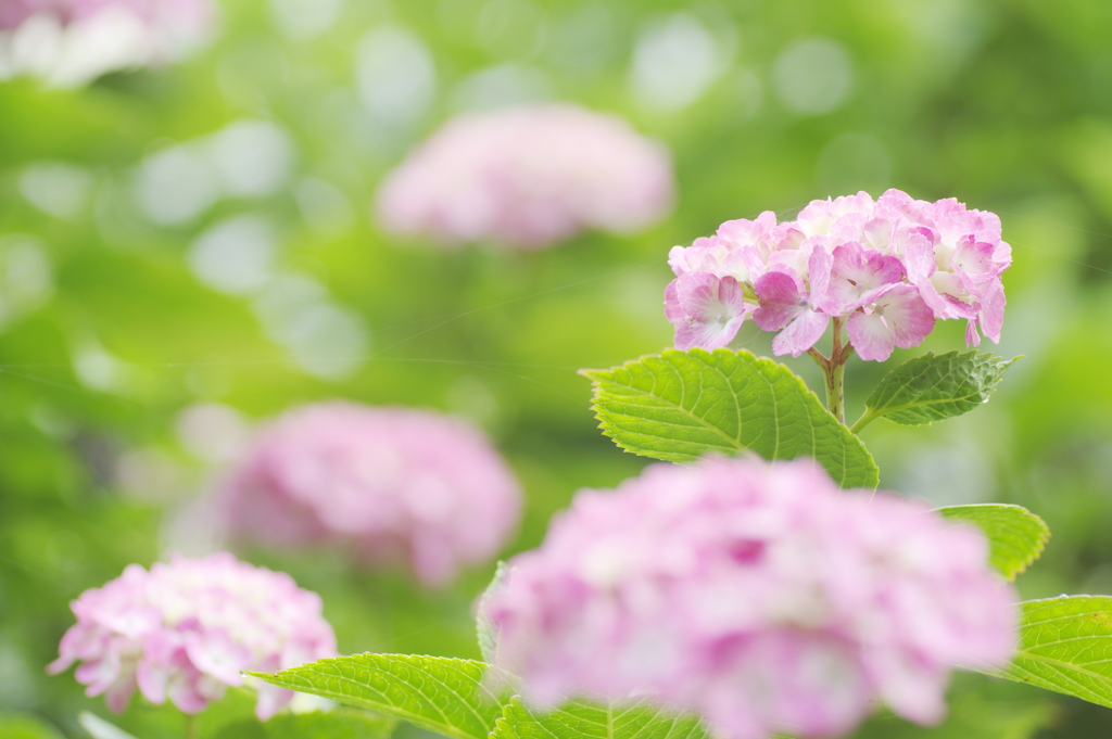 赤紫色の紫陽花