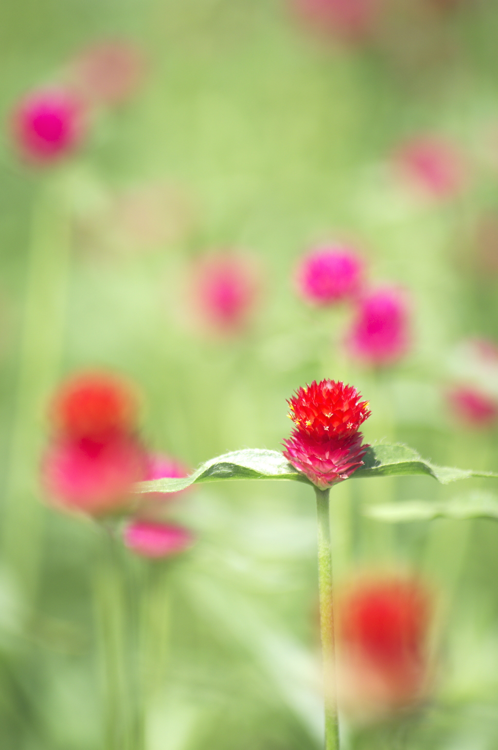 千日紅の花壇