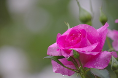 濡れたピンクのバラ
