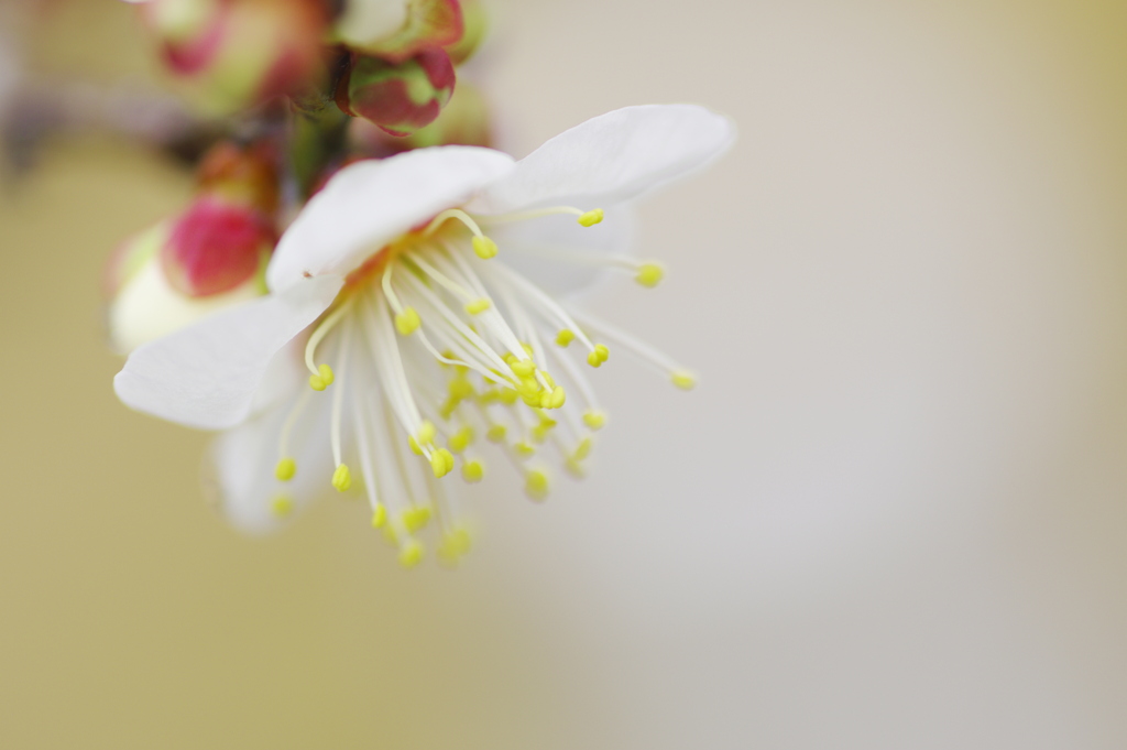 白梅の開花