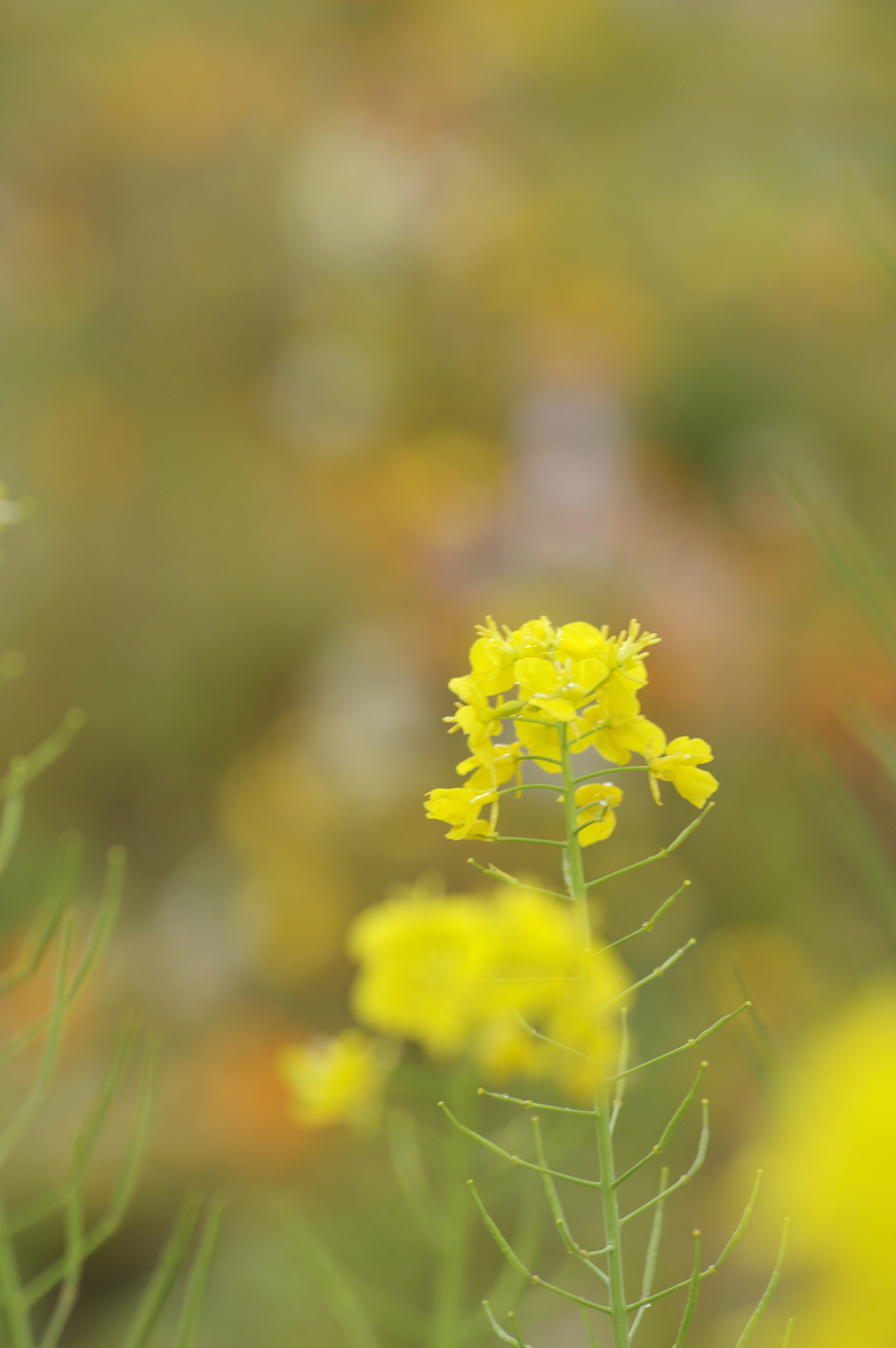 花壇の菜の花