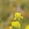 花壇の菜の花