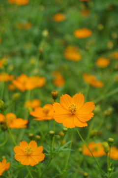 花畑２