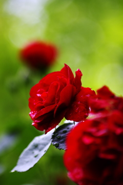 雨上がりの赤い薔薇