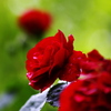 雨上がりの赤い薔薇