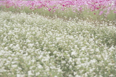 コスモスとそばの花