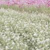 コスモスとそばの花
