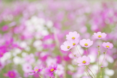 淡い花が咲く