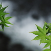 渓流の緑