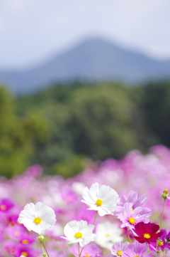 秋の風景