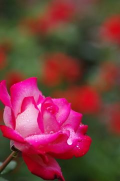 小雨の中の薔薇６
