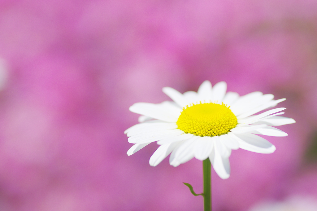 花畑のマーガレット