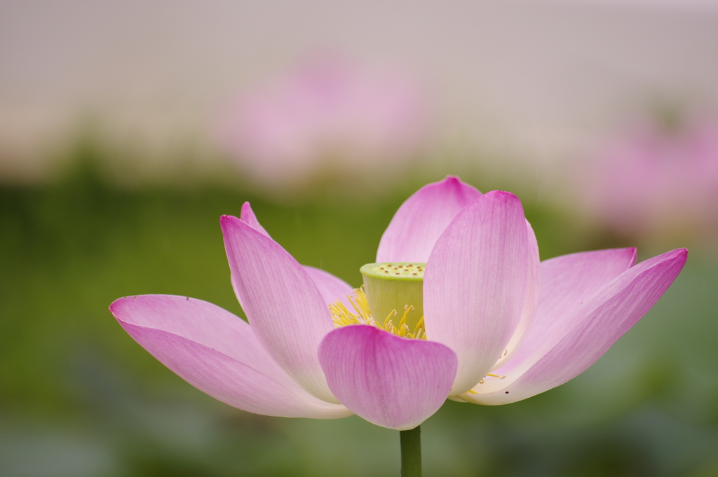 蓮池の蓮の花