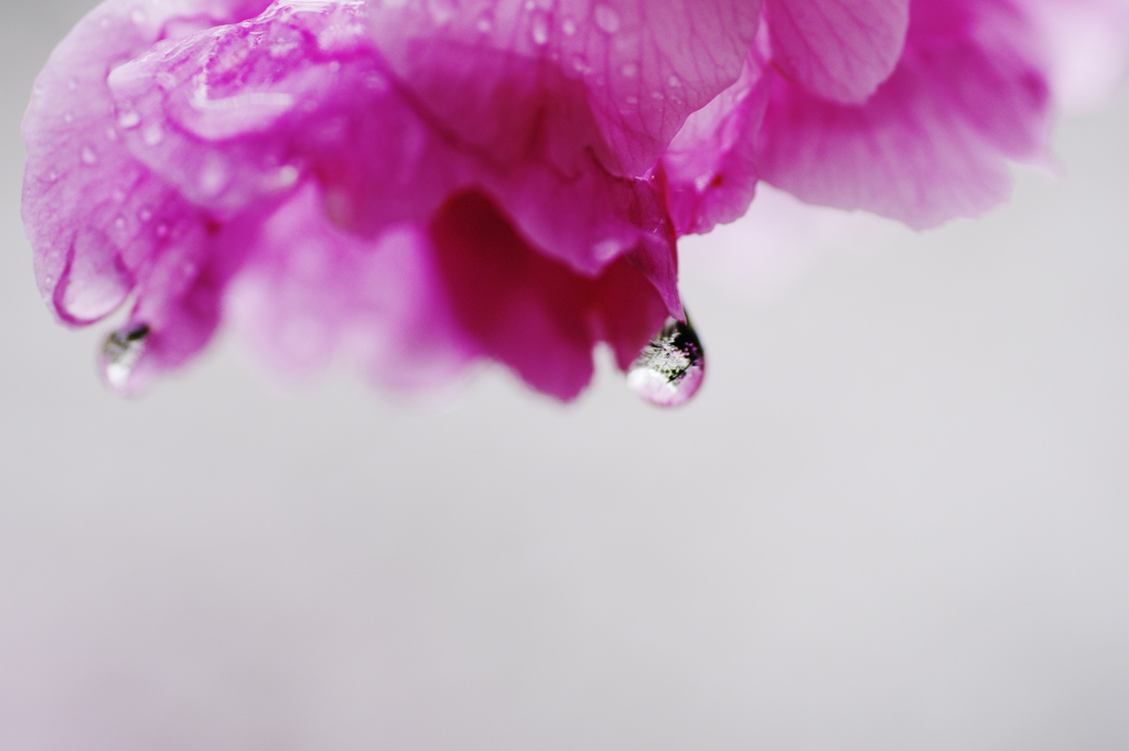 桜の雫の中にも桜