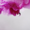 桜の雫の中にも桜