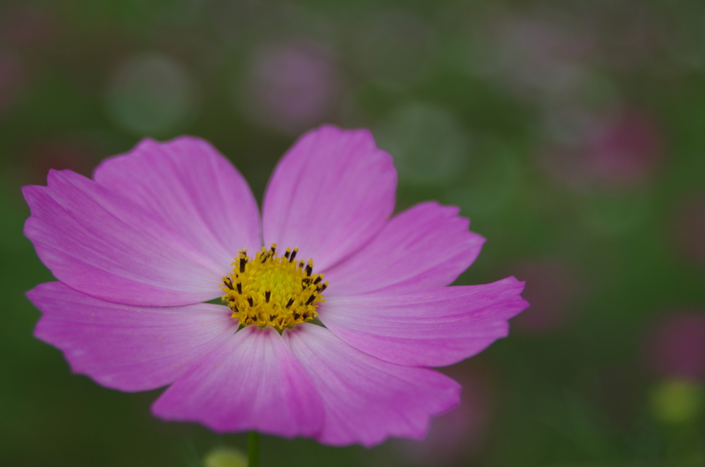 秋桜