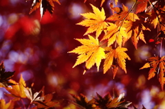 日の当たる紅葉