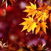 日の当たる紅葉