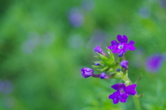 紫色のかわいい花