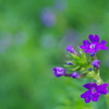 紫色のかわいい花