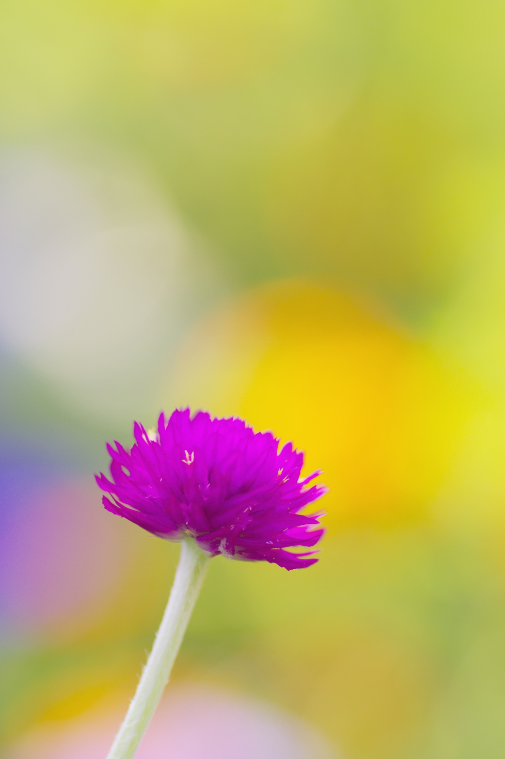 花壇の千日紅