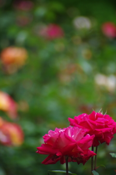 薔薇園の赤いばら