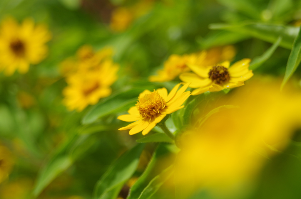 夏の黄色い花４ By S Bobby Id 写真共有サイト Photohito