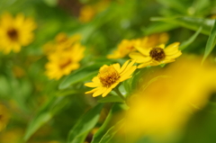 夏の黄色い花４
