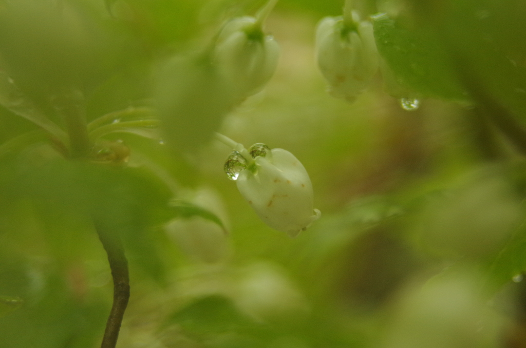 白い花と雫１