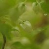 白い花と雫１