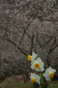 梅林に咲く水仙