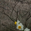 梅林に咲く水仙