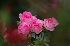 寄り添う薔薇