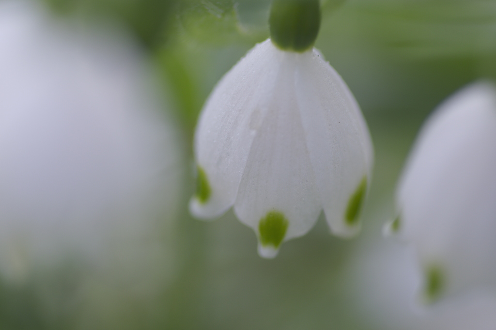 垣間見えた花