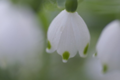 垣間見えた花