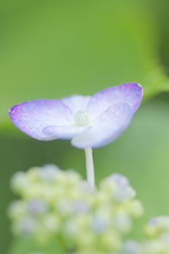 すっくと立つ