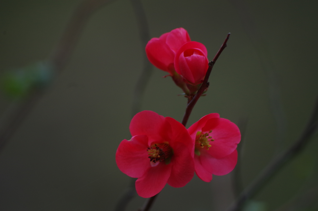 梅の開花 (2)