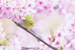 桜の花の中のメジロ