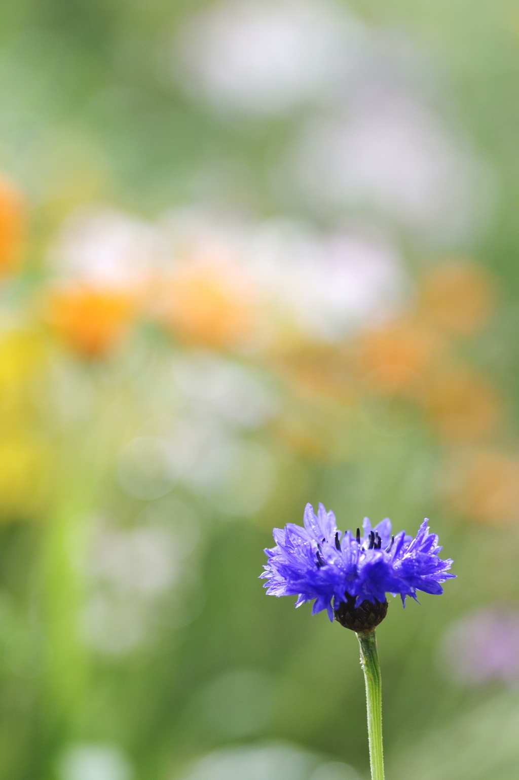 花壇のヤグルマギク
