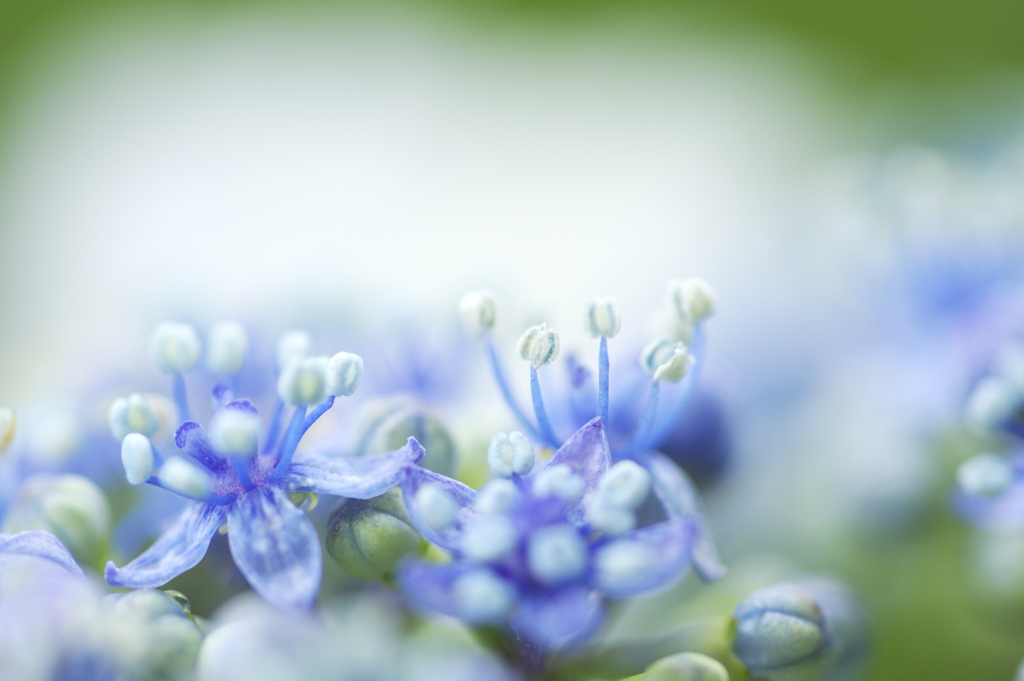 小さな花弁