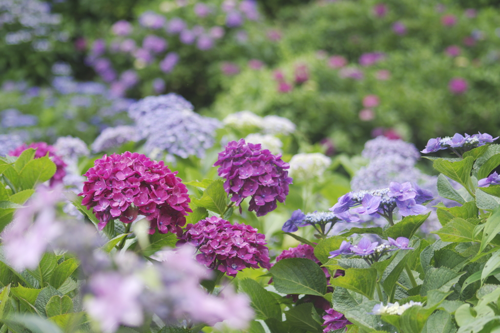 カラフルな紫陽花たち