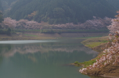 春の庭木ダム２