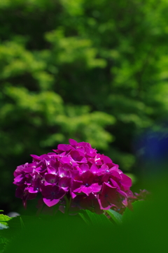 緑に映える花