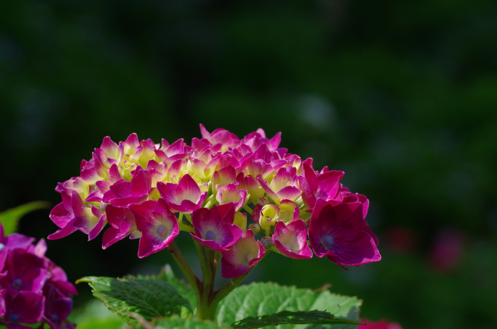 きれいに咲いた花