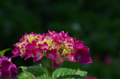 きれいに咲いた花